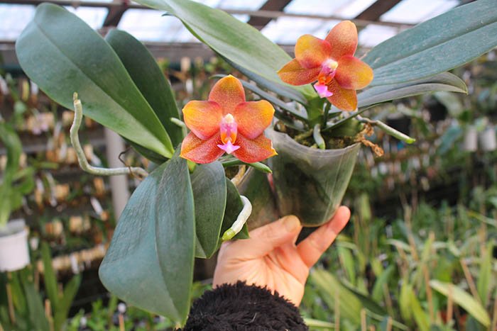 Phalaenopsis Mituo Champion King 'Brick Red'.jpg