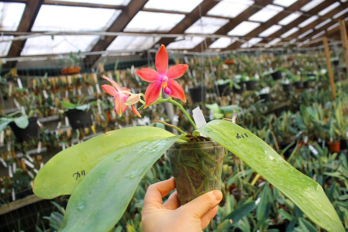 Phalaenopsis speciosa 'SWR -38' x Mituo King Bellina '126'.jpg