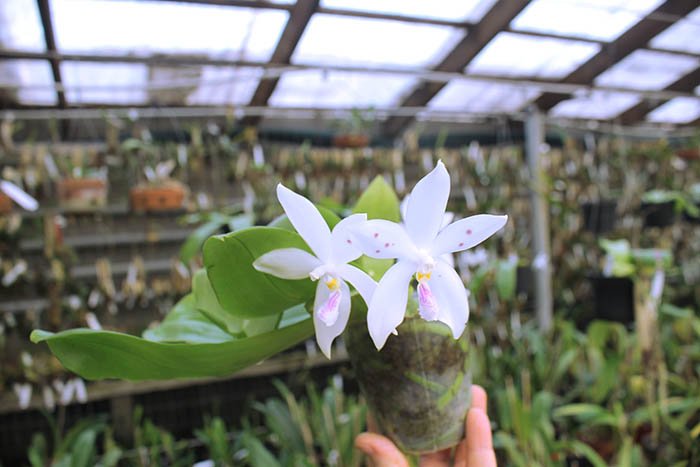 Phalaenopsis (speciosa 'All Purple' x Tzu Chiang Tetralitz).jpg