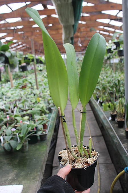 Brassocattleya Mount Hood 'Mary'.jpg