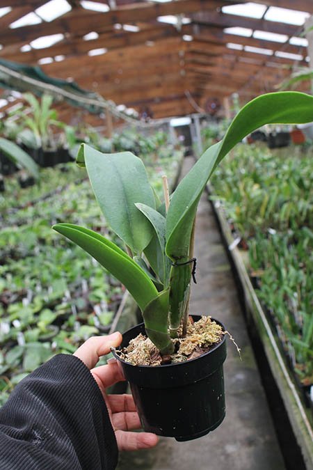 Rhyncholaeliocattleya Siam White 'The Best'.jpg