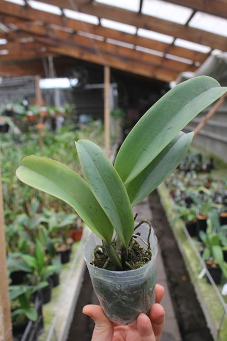 Laeliocattleya Dinard 'Blue Heaven'.jpg