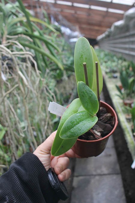 Cattleya Sea Breeze 'Fellraths Pride'.jpg