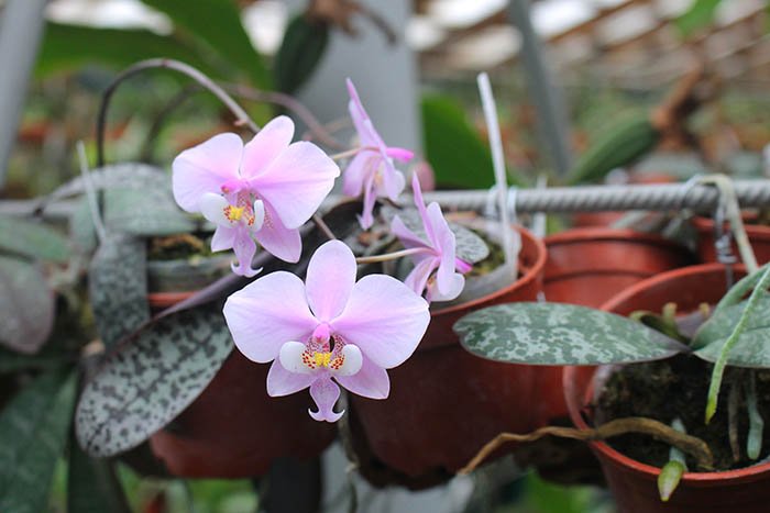 Phalaenopsis schilleriana x sib.jpg