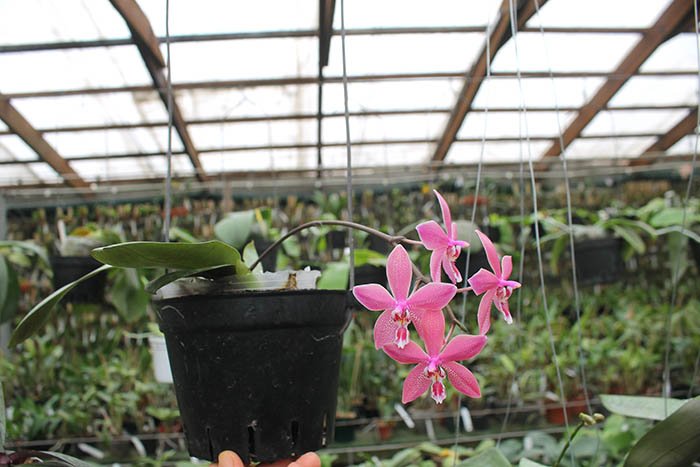 Phalaenopsis schilleriana x mannii black.jpg