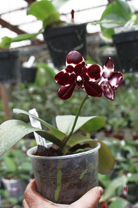 Phalaenopsis Diamond Beauty '1202' x Ld's Bear King 'YK7' (select).jpg