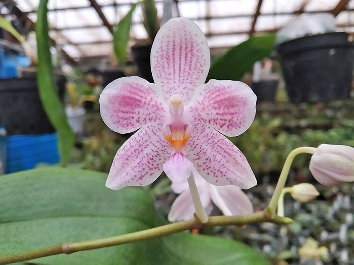 Phalaenopsis Rainbow Falconer x celebensis.jpg