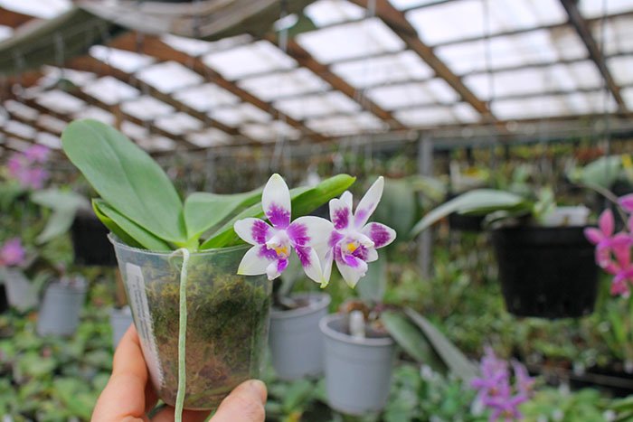 Phalaenopsis (speciosa 'coffee&blue' x YangYang Blueberry).jpg