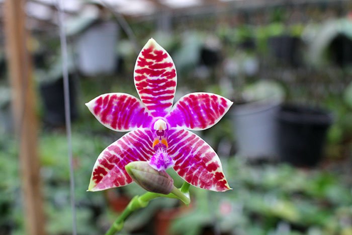 Phalaenopsis speciosa 'Blue' x lueddemanniana 'Blue'.jpg