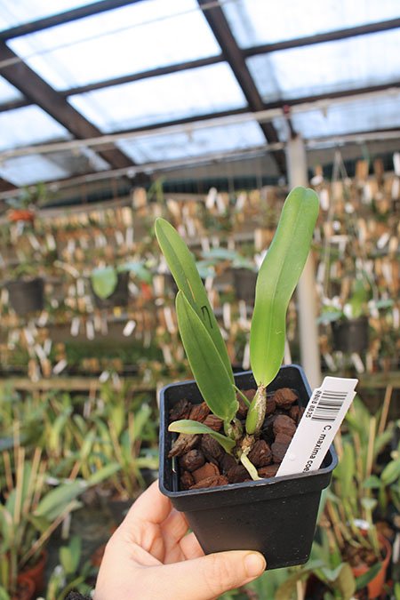 Cattleya maxima coerulea.jpg