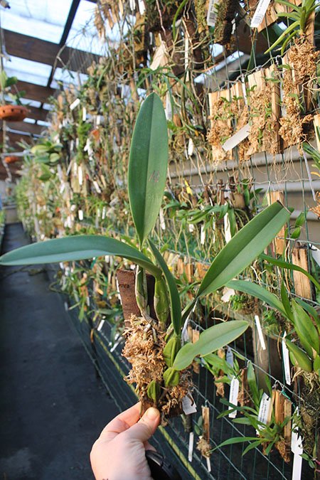 Laelia anceps semi alba.jpg