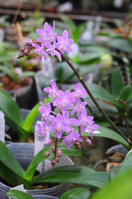 Phalaenopsis equestris 'Pink'.jpg