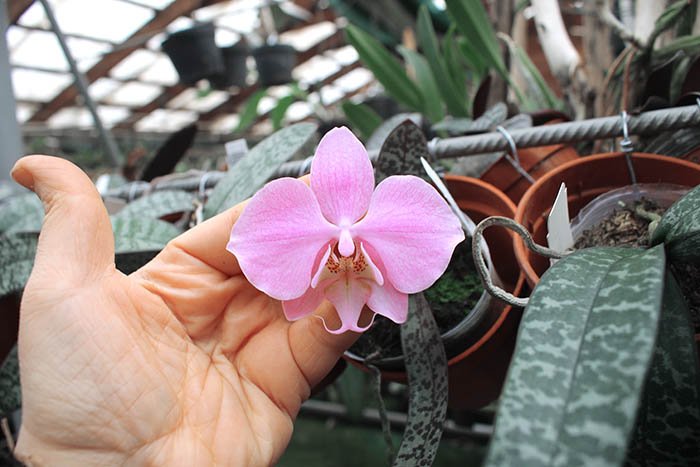 Phalaenopsis (schilleriana 'M608' x sanderiana 'Big Pink').jpg