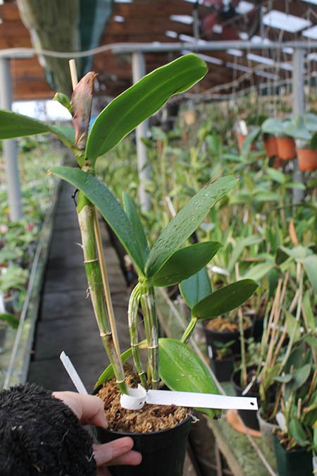 Brassolaeliocattleya Durigan 'Cruzeiro do Sul'.jpg