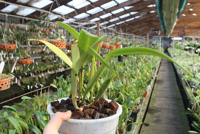 Cattleya lueddemanniana tipo 'Royal Flash' x Cattleya lueddemanniana tipo 'Drago'.jpg