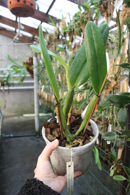 Cattleya lueddemanniana coerulea 'Monte Verde' x Cattleya lueddemanniana coerulea 'Mar azul'.jpg