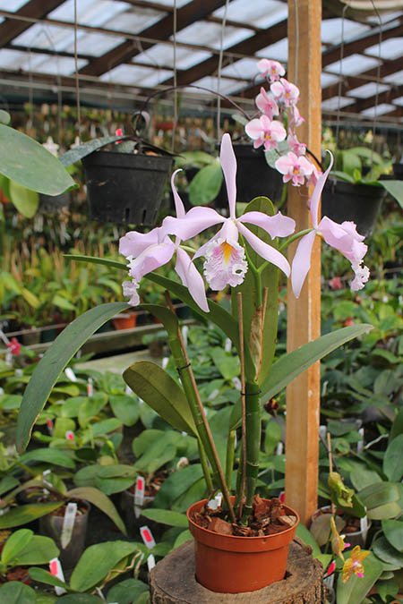 Cattleya maxima (rosada x concolor).jpg