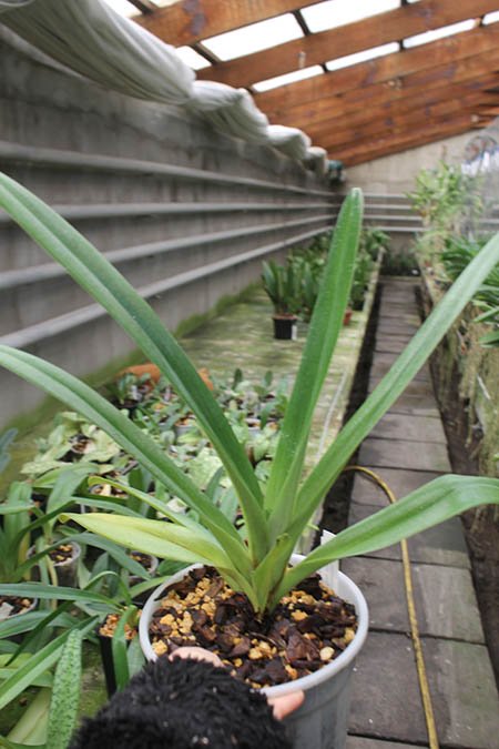 Paphiopedilum Hung Sheng Eagle x rothschildianum.jpg