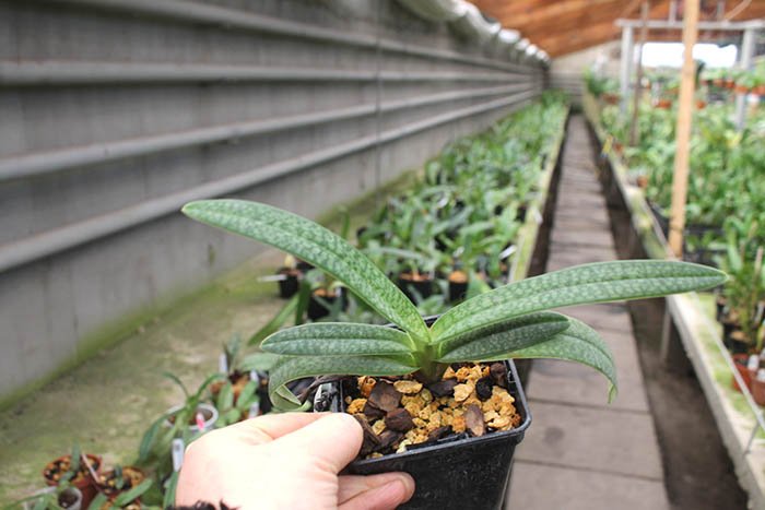 Paphiopedilum Gloria Naugle (rothschildianum x micranthum).jpg