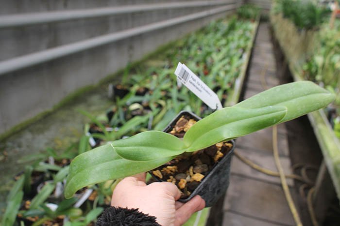 Paphiopedilum Xia Ya Swallow x sanderianum.jpg