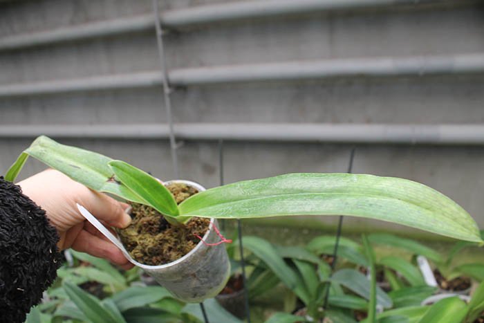 Paphiopedilum sanderianum.jpg