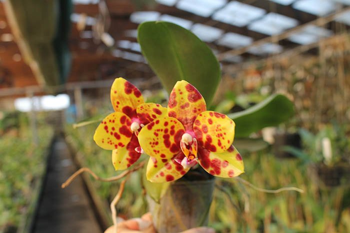 Phalaenopsis Mituo Diamond 'DT Sun'.jpg