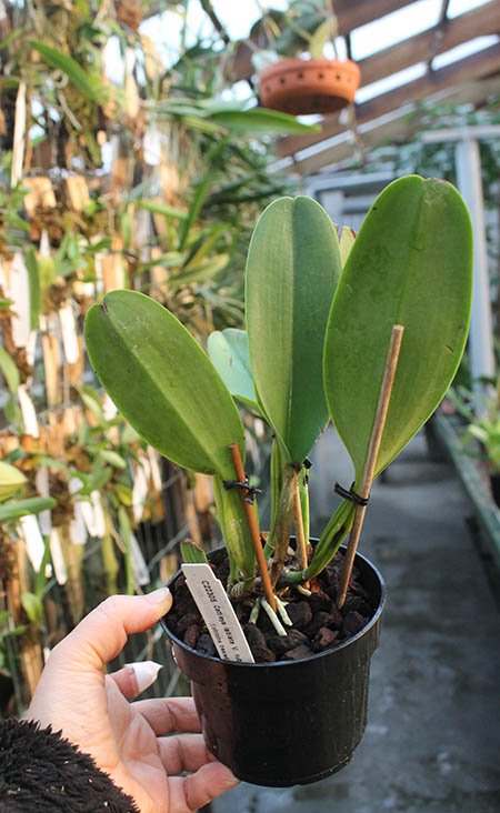 Cattleya labiata rubra x self (C).jpg