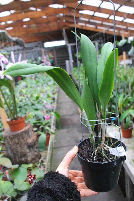 Brassocattleya Keowee 'Wings of Fire'.jpg