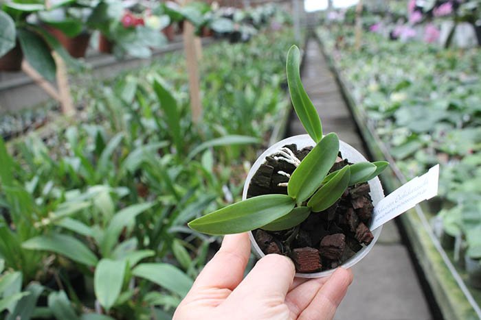 Cattleya Landate 'Dwarf' x Encyclia phoenica 'Cuba'.jpg