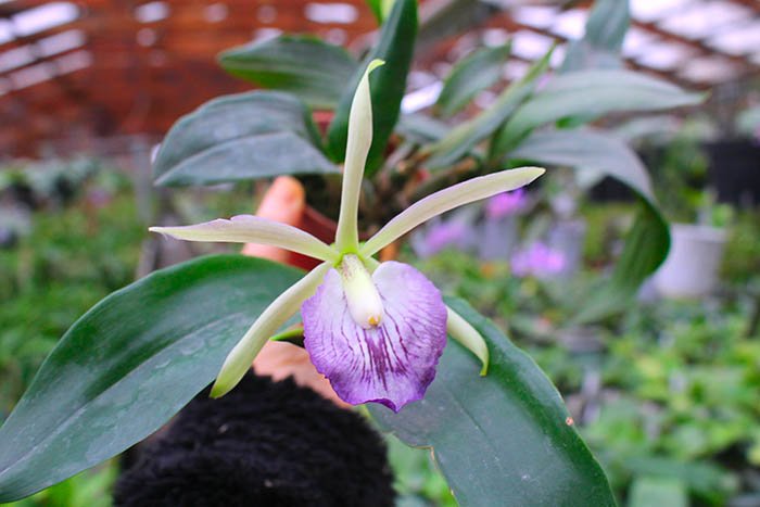 Cattleya intermedia x Epidendrum cochleatum.jpg