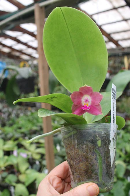 Phalaenopsis LD Bellina Eagle 'Red' x Mituo Princess 'YR'.jpg