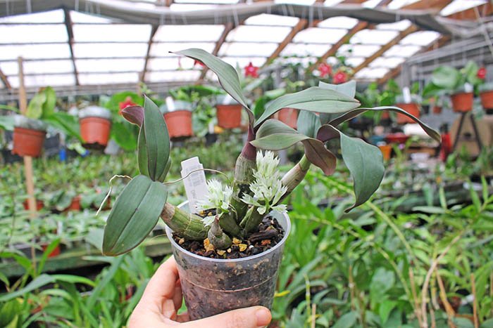 Dendrobium capituliflorum.jpg