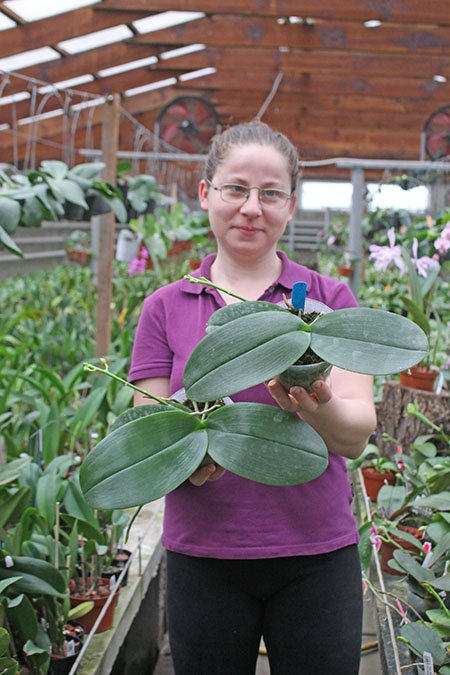 Phalaenopsis (Hsinying Fanjo x Mituo Sun) Eddy.jpg