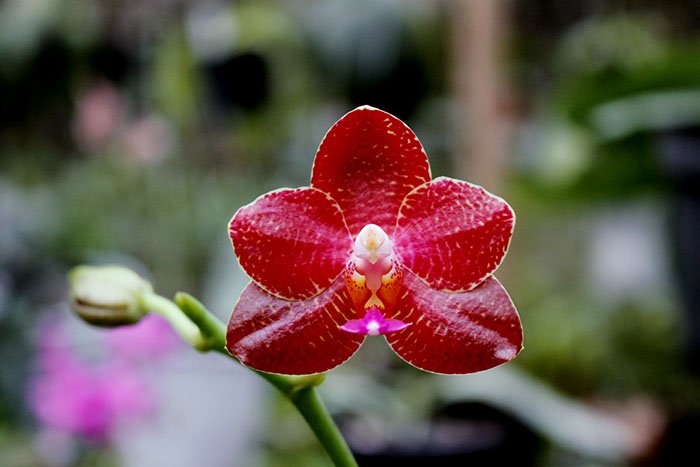 Phalaenopsis Mituo Sun x Zheng Min Tyrannosaurus.jpg