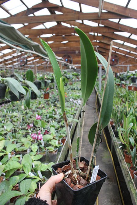 Brassocattleya Golf Green 'Hair Pig'.jpg