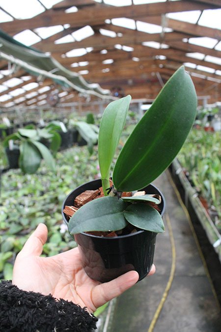 Brassolaeliocattleya Chia Lin 'New City' (Oconee x Maitland).jpg