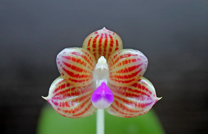 Phalaenopsis javanica.jpg