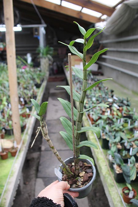 Dendrobium draconis.jpg