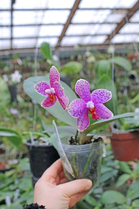 Phalaenopsis Diamond Beauty '1202' x Miro Supper Star 'MO198'.jpg