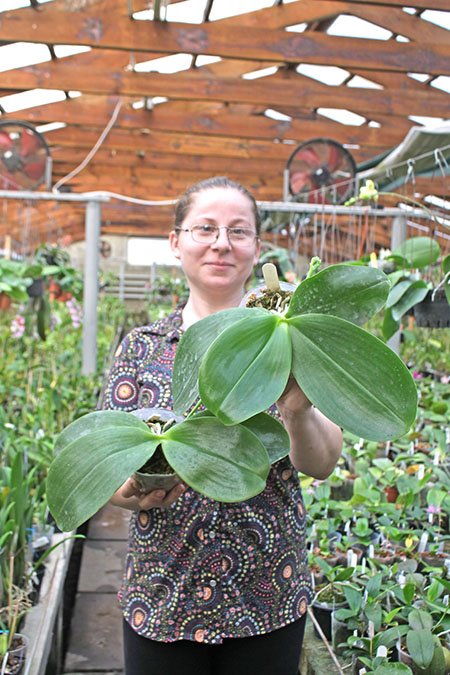 Phalaenopsis Zheng Min Jacaranda 'Yungho'.jpg