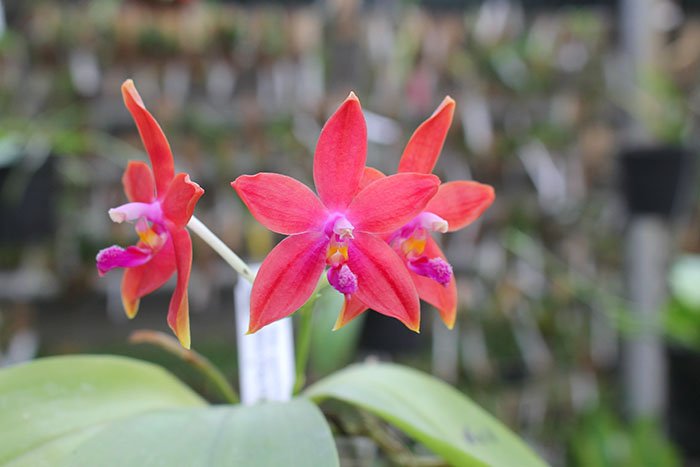 Phalaenopsis speciosa 'SWR -38' x Mituo King Bellina '126'.jpg