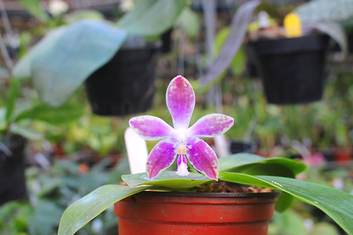 Phalaenopsis Zheng Min Tyrannosaurus 'Yaphon' x LD's Bear Queen 'Yaphon'.jpg