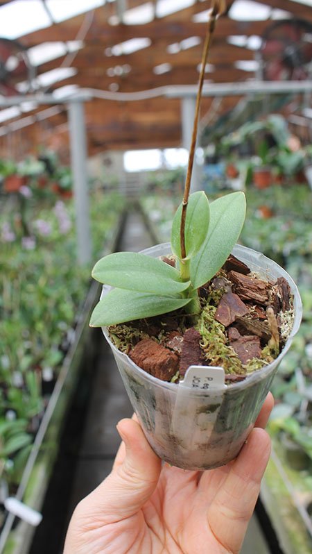 Phalaenopsis equestris var leacopsis 'Anne'.jpg