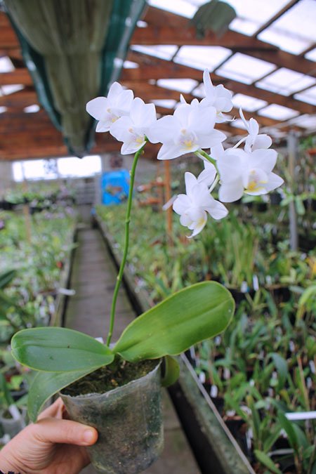 Phalaenopsis Timothy Christopher 'Joseph Wu'.jpg