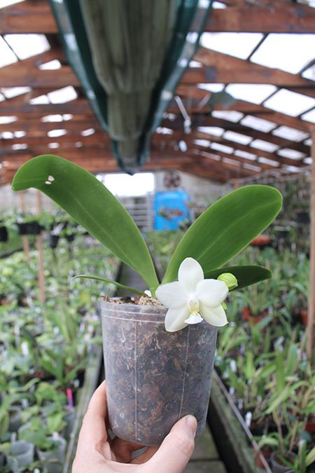 Phalaenopsis Tzu Chiang Chrisna.jpg