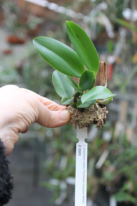 Laelia praestans (rubra 'Tormenta' x escura 'Bella').jpg