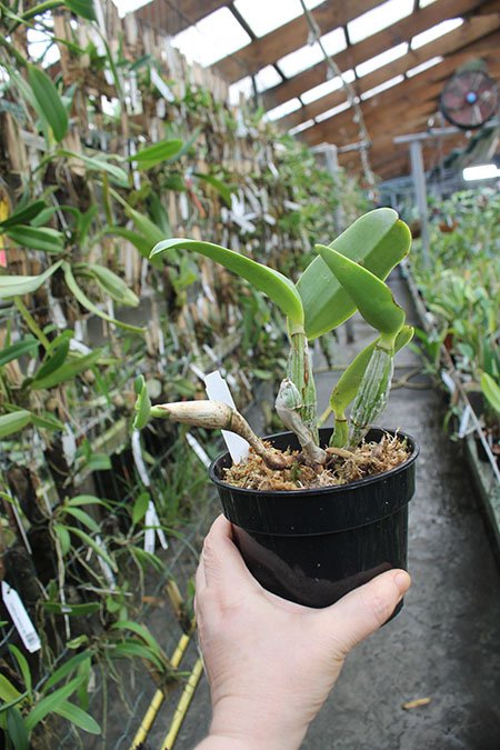 Cattleya walkeriana semi-alba x Self.jpg