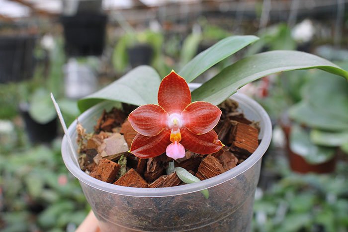 Phalaenopsis (Auspice Neihun-lueddemanniana) x Phalaenopsis Kung's Red Cherry.jpg