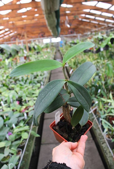 Cattleya amethystoglossa albescens x coerulea.jpg