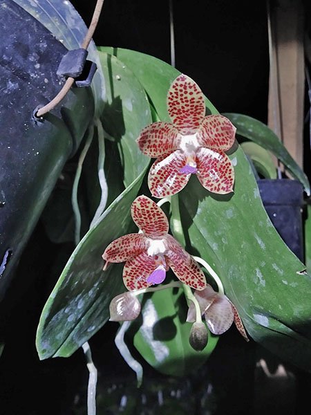 Phalaenopsis javanica x gigantea.jpg